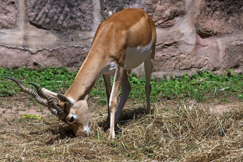 Hirschziegenantilope (Antilope cervicapra), Nuremberg Zoo, Middle Franconia, Bavaria, Germany