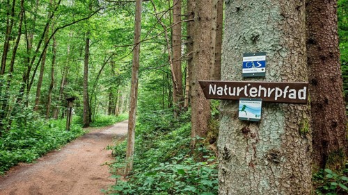 A nature trail with signs on a tree leads through a green forest, hiking on Frankenwaldsteigla
