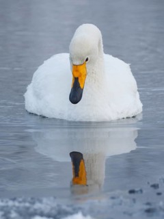 Whooper Swan (Cygnus cygnus), Finland