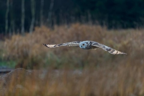 One Siberian Eagle Owl (Bubo bubo sibiricus) flying over tall reed grass lakeshore on an autumnal
