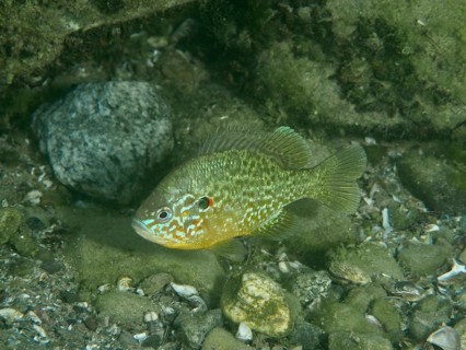 A colourful pumpkinseed sunfish (Lepomis gibbosus) rests on the lake bed amongst algae and stones,