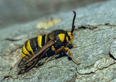Hornet moth, hornet glass wing, hornet swarmer, sesia apiformis, sesiidae, butterfly, glass wing,