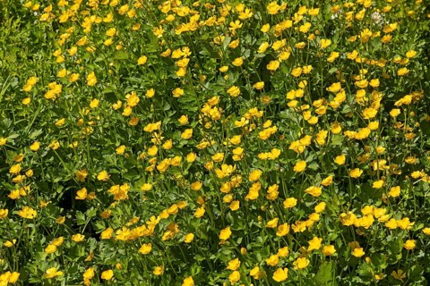 Buttercups (Ranunculus), Haddeby, Schlei, Schleswig-Holstein, Germany