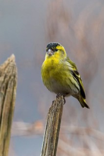 Carduelis spinus, siskin, spinus spinus, siskin, birds, garden, garden fence, male, passeri,
