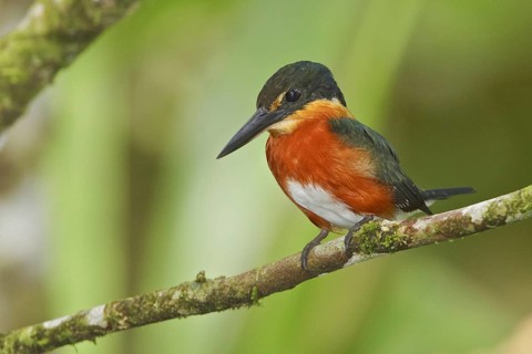 American Pygmy Kingfisher (Chloroceryle aenea), Ecuador