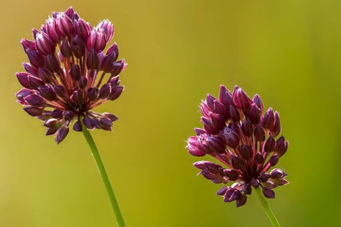 Alliaceae, Allium Scorodoprasum, Korean Pickled Peel Garlic, Leek, Snake Leek, Flora, Plants,