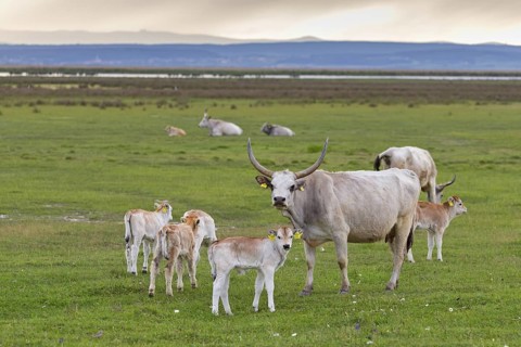 Hungarian Grey Cattle, Hungarian Grey Cattle, (Bos primigenius taurus), young animals, cubs, Lake