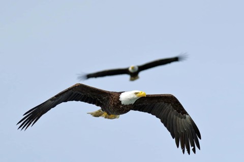 Two eagles flying in the sky, majestic and free, National Park, Khutzeymateen Grizzly Bear