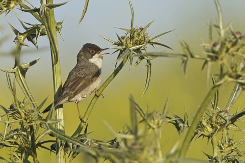Menetries's Warbler (Sylvia mystacea), Sanliurfa, Turkey