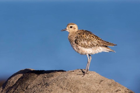 Pacific Golden Plover (Pluvialis fulva), Victoria, Australia