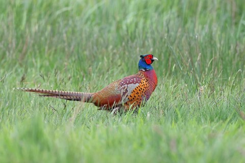 Pheasant, hunting pheasant (Phasianus colchicus), adult male bird in a meadow, wildlife, Lembruch,