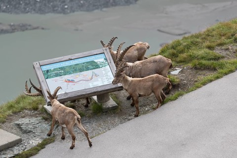 Some ibex (Capra ibex) walking along the Grossglockner High Alpine Road, looking interested on the