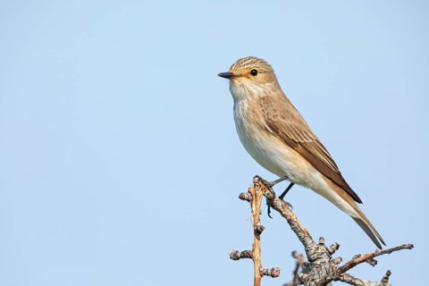 Spotted Flycatcher, (Muscicapa striata), Gobemouche gris, Gobe-mouche gris, Papamoscas Gris,