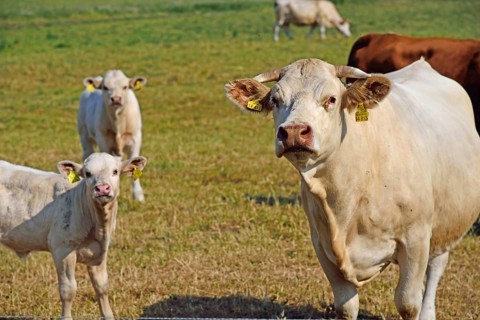 Europe, Germany, Mecklenburg-Western Pomerania, Dairy cows on the pasture near Göhren-Lebbin,