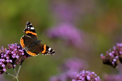 Red admiral butterfly (Vanessa atalanta) adult insect feeding on a garden Verbena bonariensis