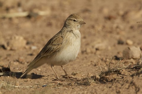 Greater Short-toed Lark (Calandrella brachydactyla), Morocco