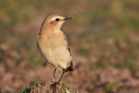 Isabelline Wheatear (Oenanthe isabellina), Greece