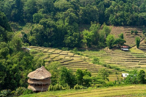 Landscape with rice terraces on the Pha Dok Sieo Nature Trail in Doi Inthanon National Park, Chiang