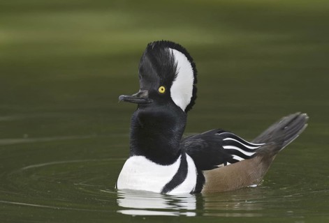 Hooded Merganser (Lophodytes cucullatus) male, Arizona, USA