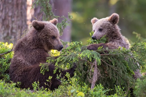 Eurasian Brown Bear (Ursus arctos) two cubs foraging in forest, Finland