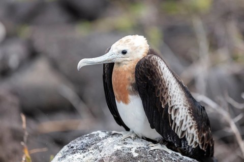 Frigatebirds (Fregatidae), Galapagos, Ecuador