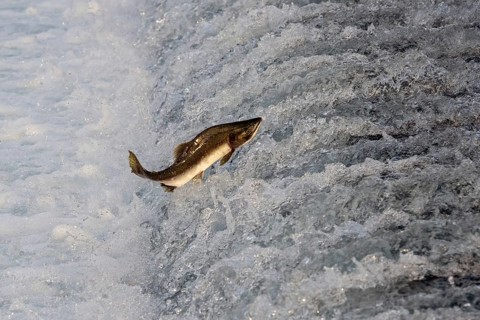 Humpback salmon (Oncorhynchus gorbuscha) jumping over a waterfall, Prince William Sound