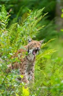 Eurasian lynx (Lynx lynx) in the middle of bushes in summer, Bavaria, Germany