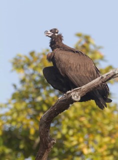 Cinereous Vulture (Aegypius monachus), Uttarakhand, India