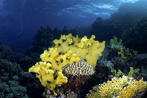 Plate fire coral (Millepora platyphylla)
