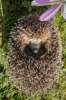 Erinaceus europaeus, hedgehog, insectivora, insectivora, insectivora, adolescent, juvenile,