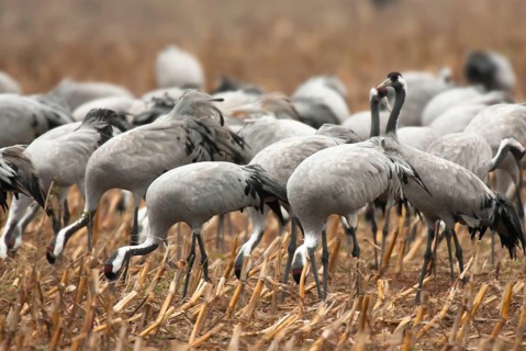 Crane (Grus grus) Troop of cranes on harvested maize field, autumnal crane migration,