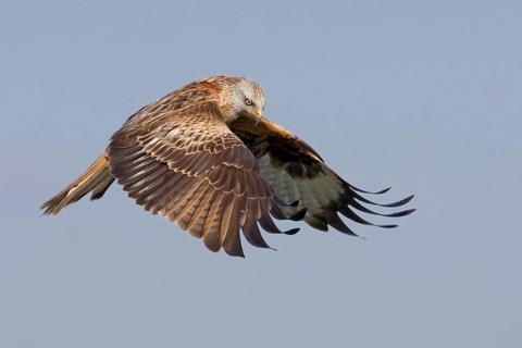 Red Kite (Milvus milvus) flying, Saxony-Anhalt, Germany