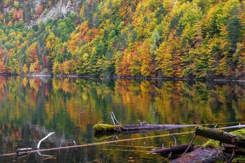 Lake Toplitz, forest in full autumn colors, Austria