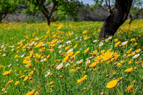 Flower meadow with crown-leaved glebion (Glebionis coronaria) and almond trees (Prunus dulcis),