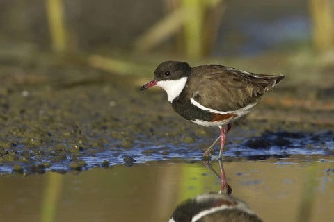 Red-kneed Dotterel (Erythrogonys cinctus), Victoria, Australia