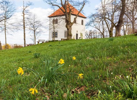 Daffodils (Narcissus) in bloom at the Totenhäusel, vantage point above the Elbe valley near