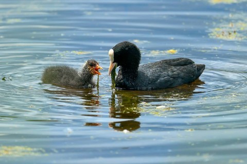 Eurasian Coot feeding noisy chick in blue water, Coot, (Fulicia atra), wildlife, Germany