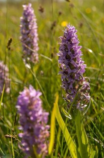 Dactylorhiza incarnata, flesh-colored orchid, orchidaceae, orchids, orchid family, stiff-leaf