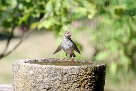 House Sparrow (Passer domesticus), female, bird bath, summer, amusing