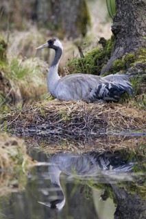 Common Crane (Grus grus) nest, Mecklenburg-Western Pomerania, Germany