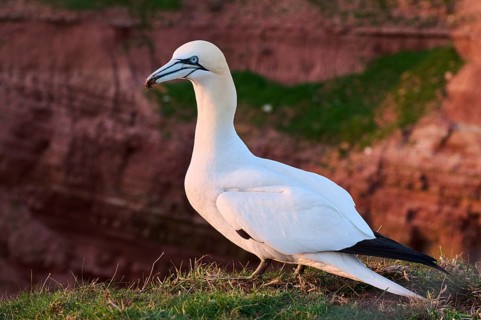 Northern gannet (Morus bassanus) standing on the cliff at sunset, wildlife, Helgoland, Germany