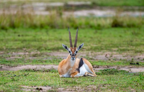 Serengeti Thomson's Gazelle (Eudorcas nasalis) sitting, Serengeti National Park, Tanzania