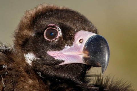 Cinereous Vulture (Aegypius monachus) portrait, Castile and Leon, Spain