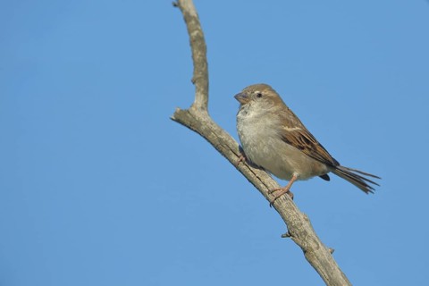 Female house sparrow (Passer domesticus) sitting on a branch, Malpartida de Plasencia, Extremadura,