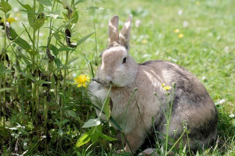 Domestic rabbit (Oryctolagus cuniculus forma domestica), plant, eating, An adult rabbit sits in the