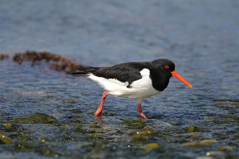 Oystercatcher (Haematopus ostralegus) foraging on the riverbank, Lapland, Norway, Scandinavia,
