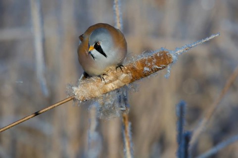 Bearded Reedling (Panurus biarmicus) male feeding on cattail seed, Thuringia, Germany