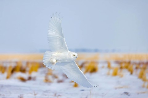 Hunting snowy owl, polar owl, Arctic owl (Bubo scandiacus) adult male in white camouflage colours