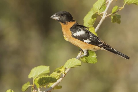 Black-headed Grosbeak (Pheucticus melanocephalus) male, California, USA