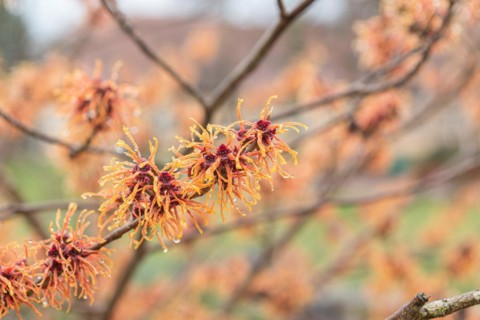 Hybrid witch hazel (Hamamelis × intermedia 'Jelena'), Cambridge Botanical Garden, Germany